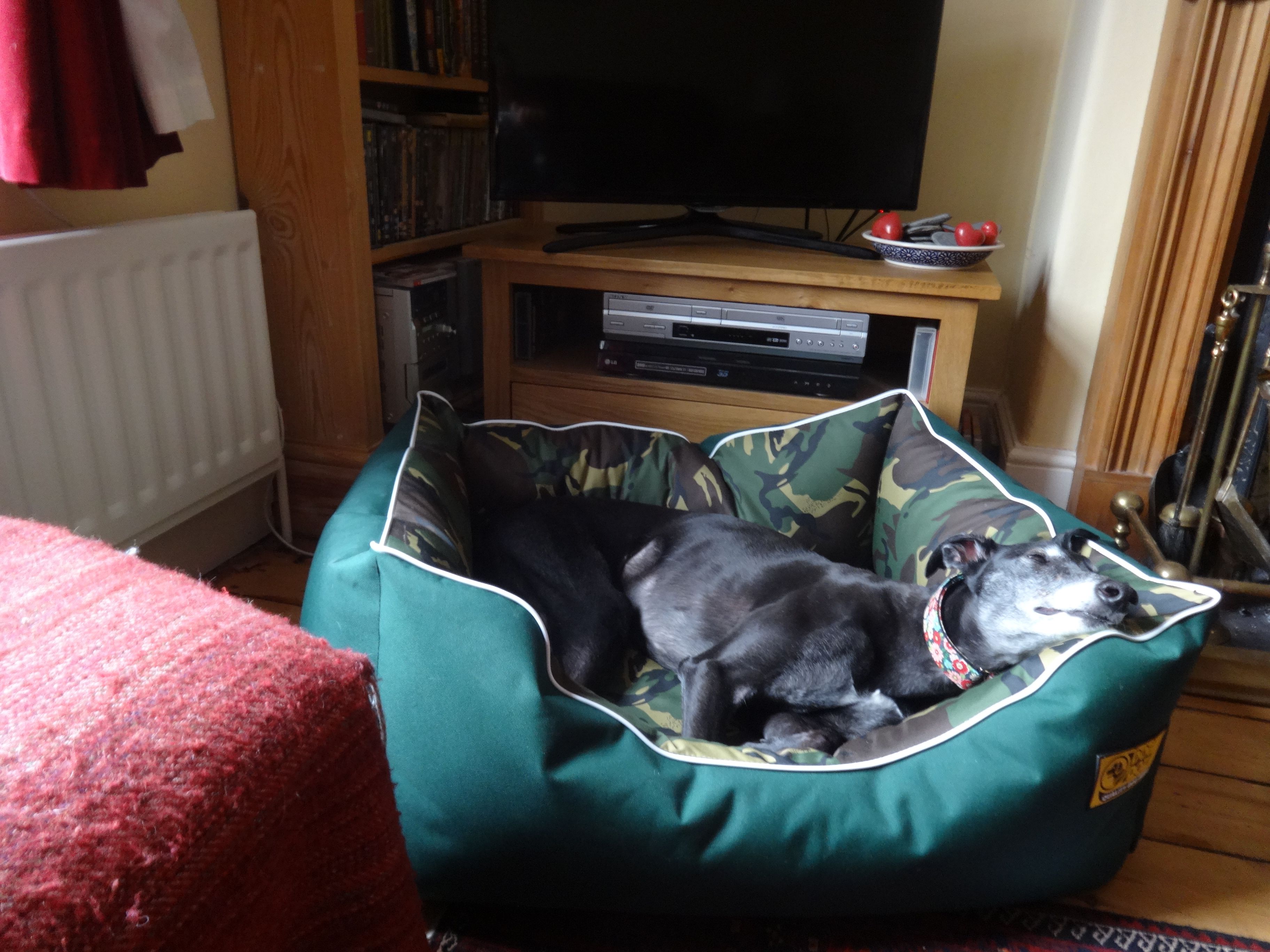 Patsy fast asleep in a dog doza lounger memory foam bed